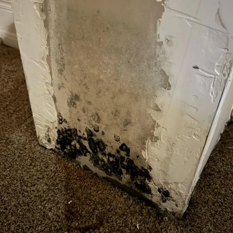Professional Mold Removal in Landmark, AR